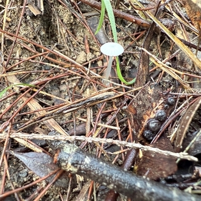 Unverified Cap on a stem; gills below cap [mushrooms or mushroom-like] at Bucketty, NSW - Today by MartinPredavec
