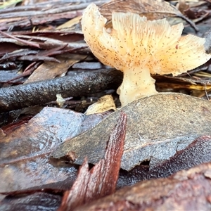 Unverified Cap on a stem; gills below cap [mushrooms or mushroom-like] at Bucketty, NSW - Today by MartinPredavec