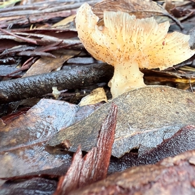 Unverified Cap on a stem; gills below cap [mushrooms or mushroom-like] at Bucketty, NSW - Today by MartinPredavec