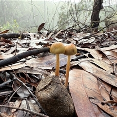 Protostropharia semiglobata at Bucketty, NSW - Today by MartinPredavec