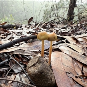 Protostropharia semiglobata at Bucketty, NSW - Today by MartinPredavec