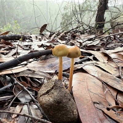 Protostropharia semiglobata at Bucketty, NSW - Today by MartinPredavec