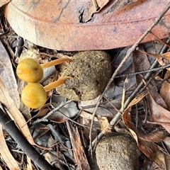 Protostropharia semiglobata at Bucketty, NSW - 17 May 2025 08:29 AM