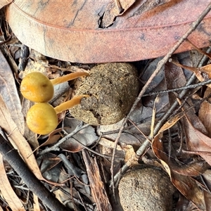 Protostropharia semiglobata at Bucketty, NSW - 17 May 2025 08:29 AM