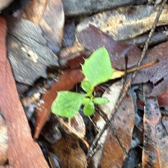 Unverified Plant at Bucketty, NSW - 17 May 2025 by MartinPredavec