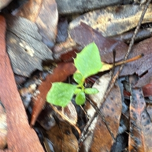 Unverified Plant at Bucketty, NSW - Today by MartinPredavec