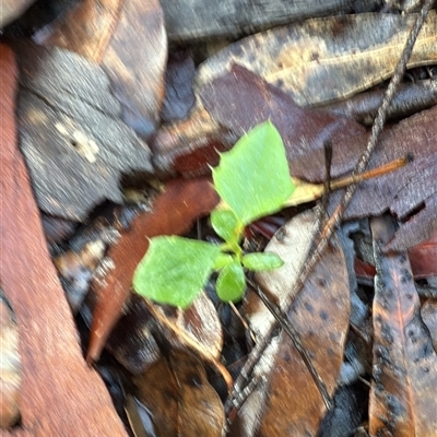 Unverified Plant at Bucketty, NSW - 17 May 2025 by MartinPredavec