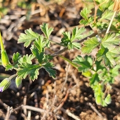 Erodium crinitum (Native Crowfoot) at Whitlam, ACT - 15 May 2025 by sangio7