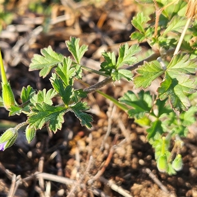 Erodium crinitum (Native Crowfoot) at Whitlam, ACT - 15 May 2025 by sangio7