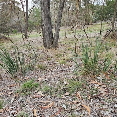 Dianella sp. at Whitlam, ACT - 15 May 2025 by sangio7