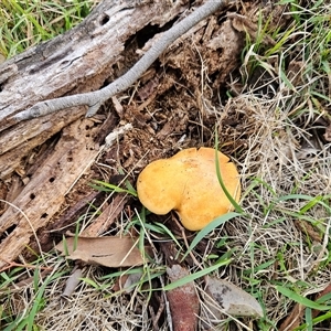 Gymnopilus junonius at Whitlam, ACT - 15 May 2025 by sangio7