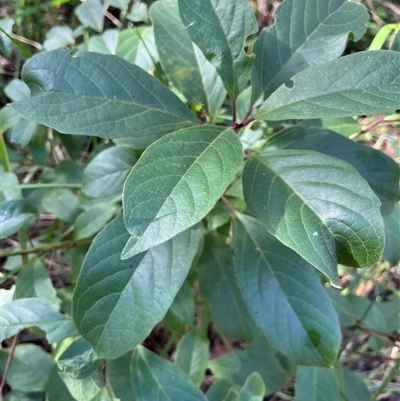 Unverified Other Shrub by JenniferS