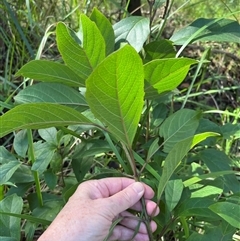 Clerodendrum floribundum at Mount George, NSW - suppressed