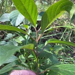 Clerodendrum floribundum at Mount George, NSW - suppressed