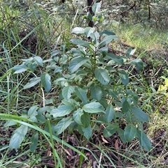 Clerodendrum floribundum at Mount George, NSW - suppressed