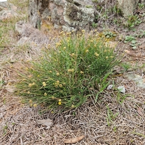 Calotis lappulacea at Whitlam, ACT - 15 May 2025 by sangio7