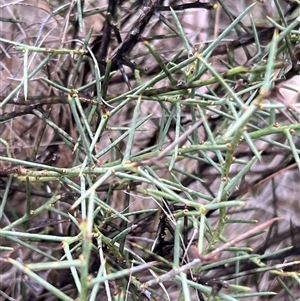 Discaria pubescens by JimL