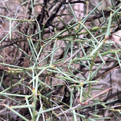 Daviesia genistifolia (Broom Bitter Pea) by JimL