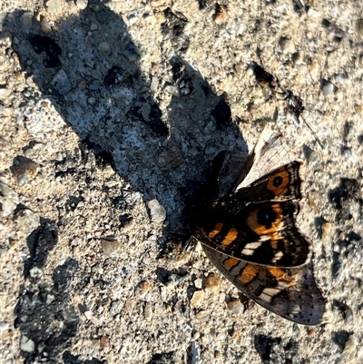 Junonia villida (Meadow Argus) at Rendezvous Creek, ACT - 10 May 2025 by JimL