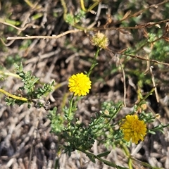 Calotis lappulacea (Yellow Burr Daisy) at Whitlam, ACT - 15 May 2025 by sangio7