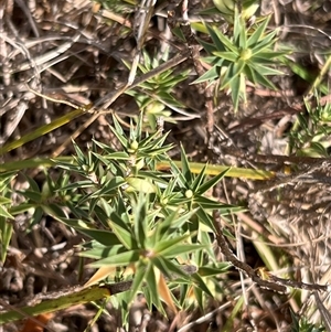 Melichrus urceolatus at Forde, ACT - Today by JimL