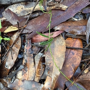 Unverified Climber or Mistletoe at Bucketty, NSW - Today by MartinPredavec