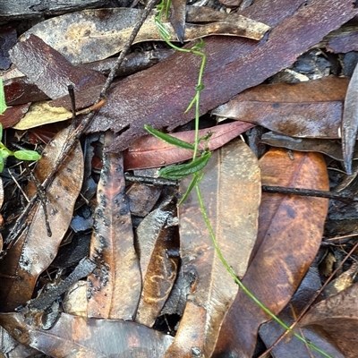 Unverified Climber or Mistletoe at Bucketty, NSW - Today by MartinPredavec