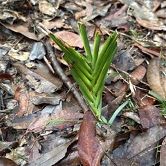 Dianella sp. at Bucketty, NSW - Yesterday by MartinPredavec