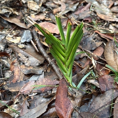 Dianella sp. at Bucketty, NSW - Yesterday by MartinPredavec