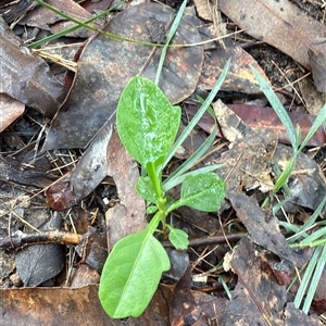 Unverified Plant at Bucketty, NSW - Today by MartinPredavec