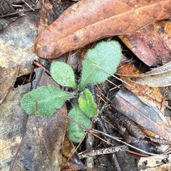 Lagenophora sublyrata at Bucketty, NSW - 17 May 2025 by MartinPredavec