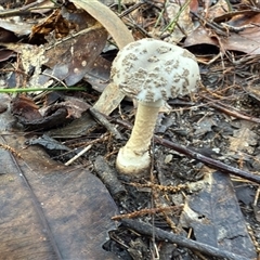 Amanita sp. at Bucketty, NSW - Today by MartinPredavec