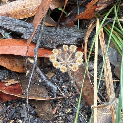 Pomax umbellata (A Pomax) at Bucketty, NSW - 17 May 2025 by MartinPredavec