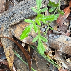 Xanthosia pilosa at Bucketty, NSW - 17 May 2025 by MartinPredavec
