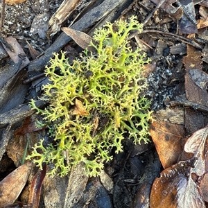 Cladia aggregata at Bucketty, NSW - Today by MartinPredavec