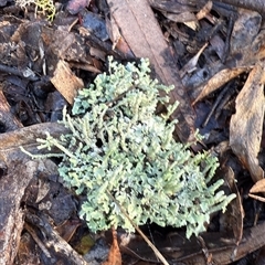 Cladonia sp. (genus) at Bucketty, NSW - 17 May 2025 by MartinPredavec
