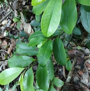 Eupomatia laurina (Bolwarra) at Dignams Creek, NSW - 15 May 2025 by plants