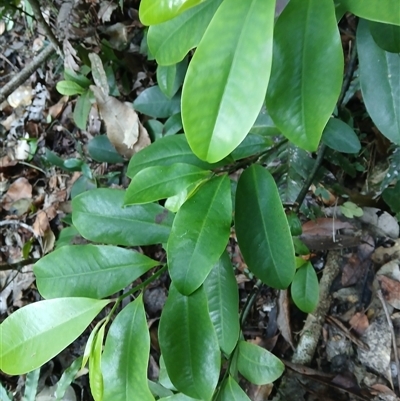 Eupomatia laurina (Bolwarra) at Dignams Creek, NSW - 15 May 2025 by plants