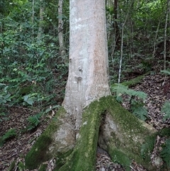 Schizomeria ovata at Tilba Tilba, NSW - 15 May 2025 08:23 AM