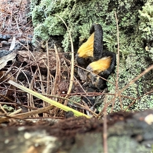Agarics gilled fungi at Bucketty, NSW - Today by MartinPredavec