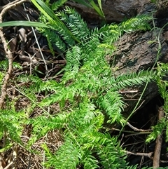 Asparagus scandens (Snakefeather ) at Bermagui, NSW - 14 May 2025 by plants