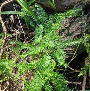 Asparagus scandens at Bermagui, NSW - 14 May 2025 01:44 PM