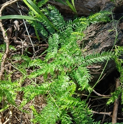 Asparagus scandens (Snakefeather ) at Bermagui, NSW - 14 May 2025 by plants