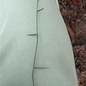Entolasia stricta at Bucketty, NSW - Today by MartinPredavec