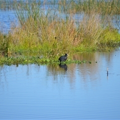 Fulica atra (Eurasian Coot) at Bermagui, NSW - 15 May 2025 by plants