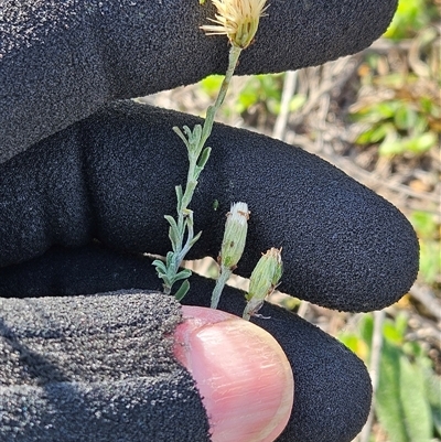Vittadinia gracilis (New Holland Daisy) at Whitlam, ACT - 15 May 2025 by sangio7