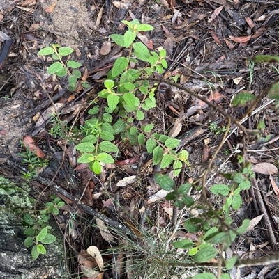 Olearia tomentosa at Bucketty, NSW - 17 May 2025 by MartinPredavec