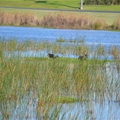 Cygnus atratus (Black Swan) at Bermagui, NSW - 15 May 2025 by plants