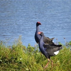 Porphyrio melanotus (Australasian Swamphen) at Bermagui, NSW - 15 May 2025 by plants