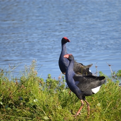Porphyrio melanotus (Australasian Swamphen) at Bermagui, NSW - 15 May 2025 by plants